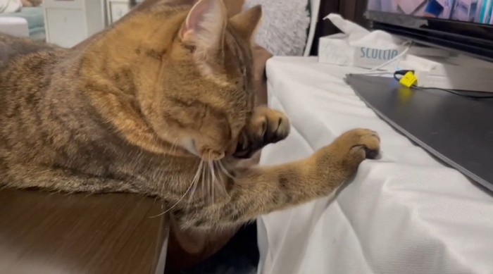 目をこすっている猫