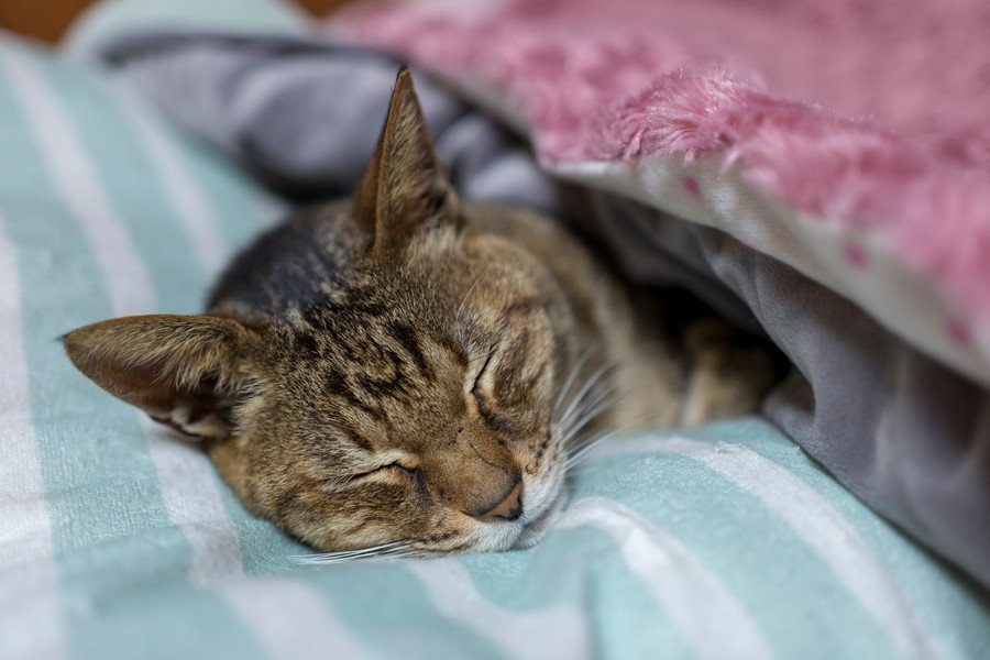 布団の中で眠る猫