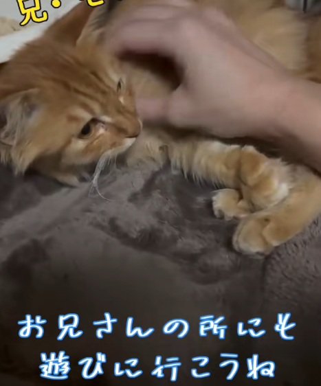 なでられている茶トラの子猫