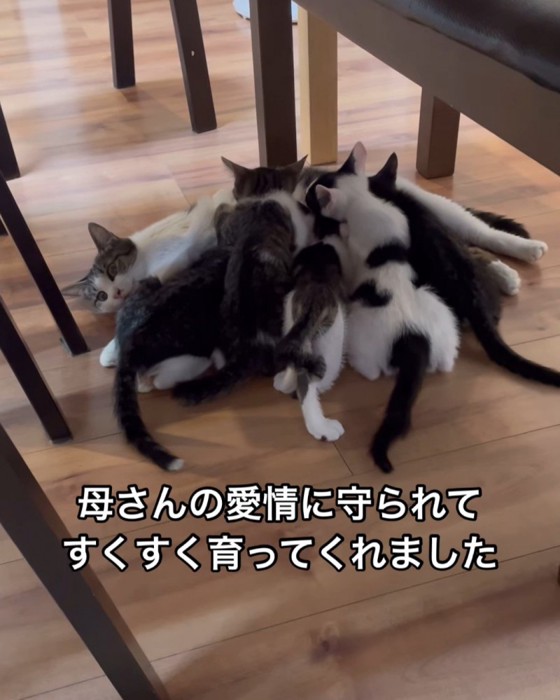 授乳中の猫