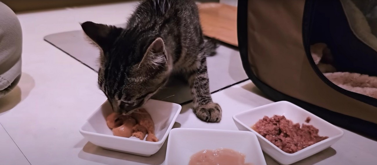 ごはんを食べている猫