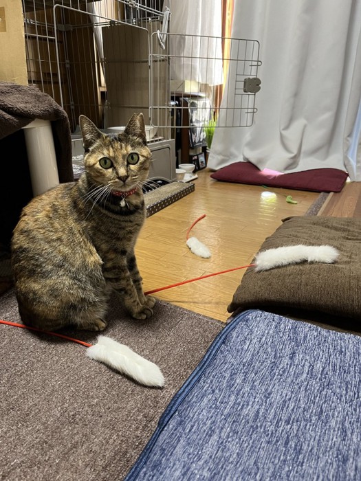 猫じゃらしを集めてしれっとした表情で座る猫