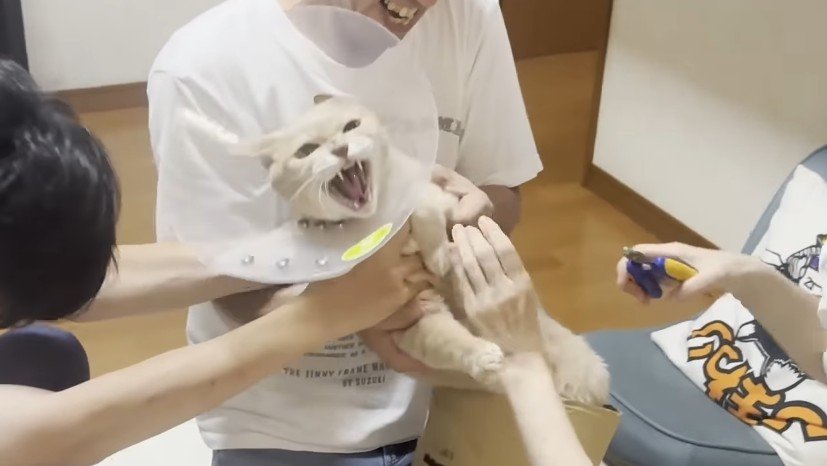 押さえられながらシャー