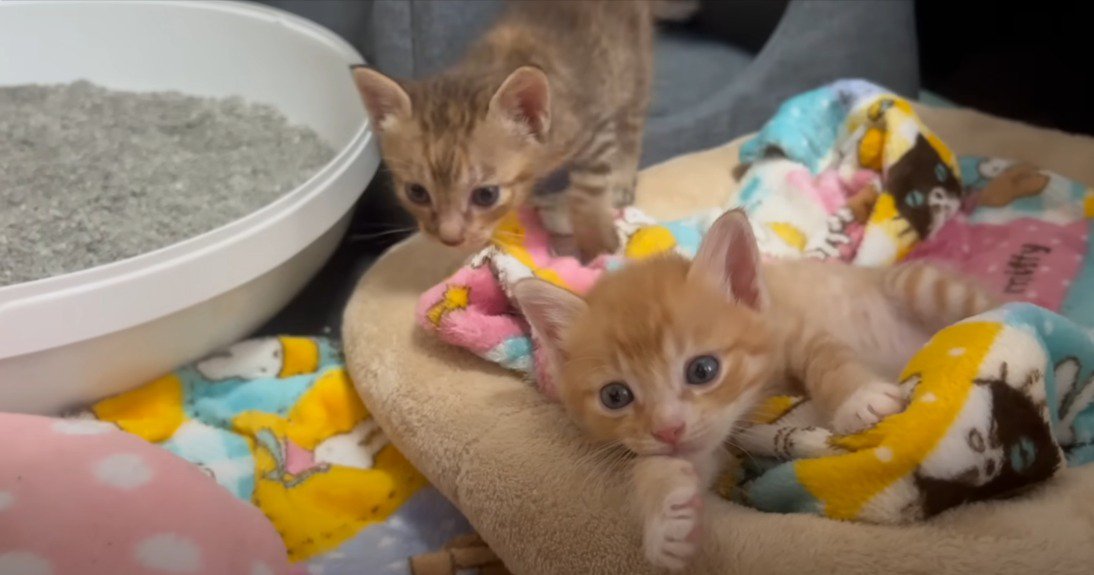 毛布の上で寝転がる茶トラ子猫と奥にキジトラ子猫