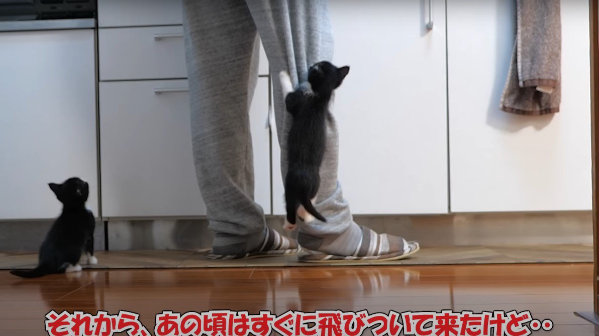 飛びつく子猫