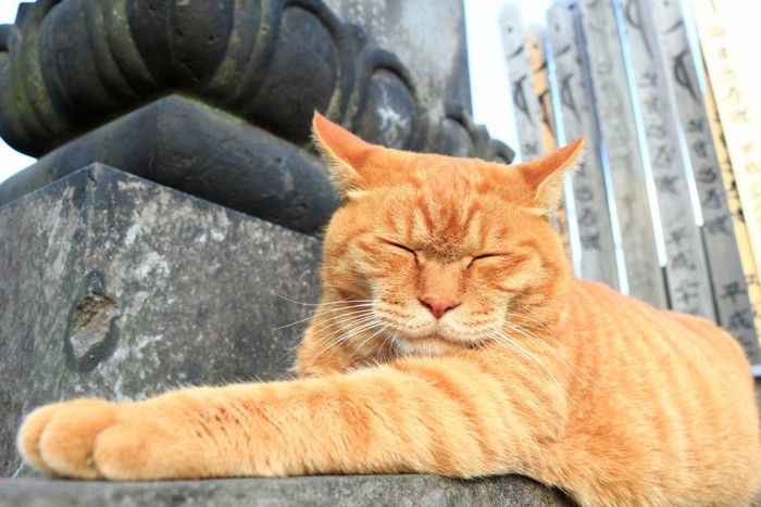 谷中墓地にやってきた茶トラ猫