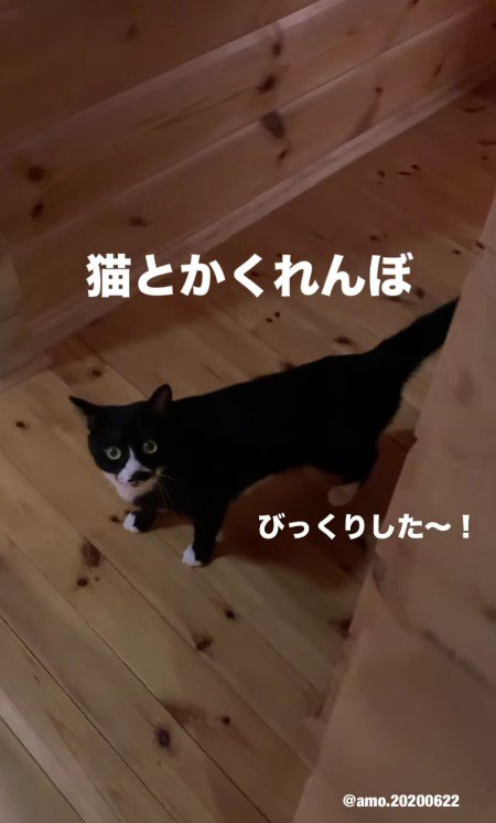 驚いているあもちゃん