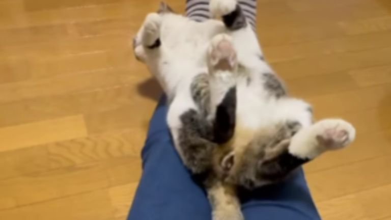 膝に乗っている猫