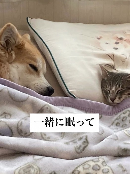 寝ている猫と犬