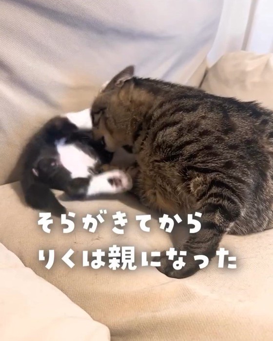 子猫を毛づくろいする成猫