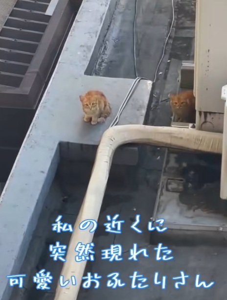 ごみ置き場にいる2匹の茶トラの子猫