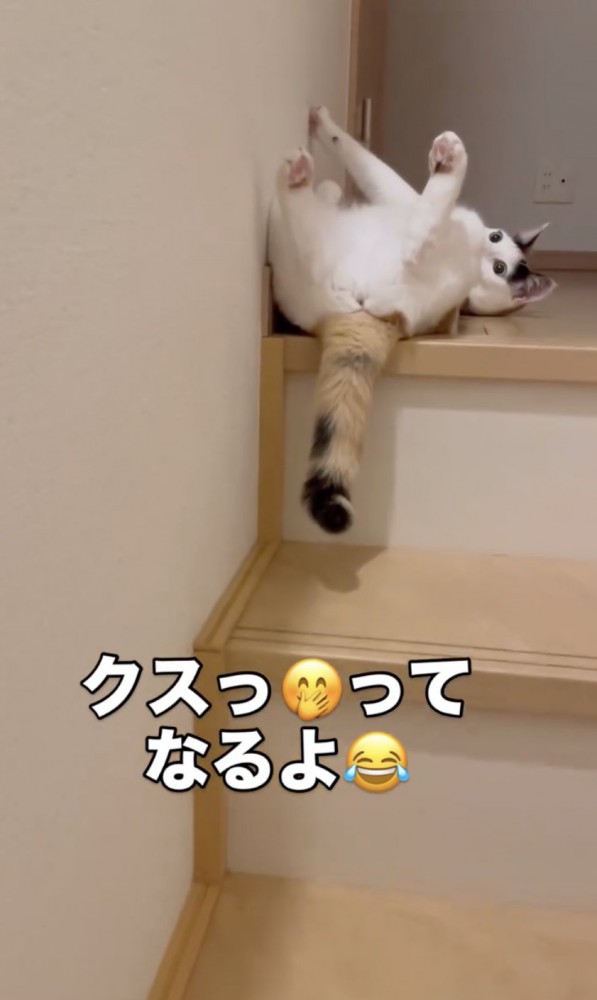 お腹を見せてくつろぐ猫