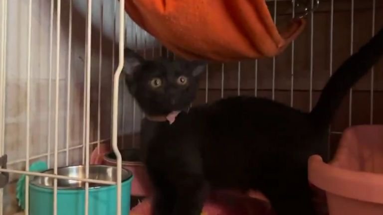 ケージの中にいる子猫