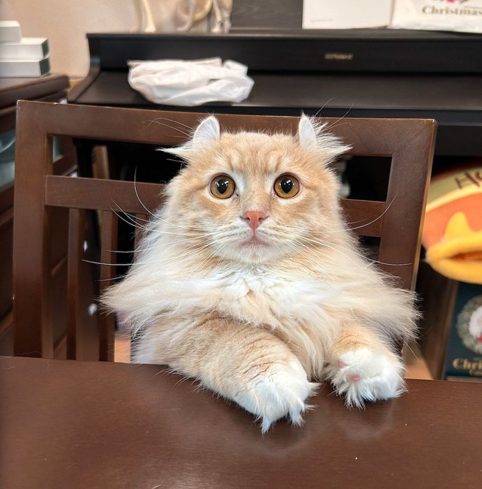 机と椅子の隙間から顔を覗かせる猫