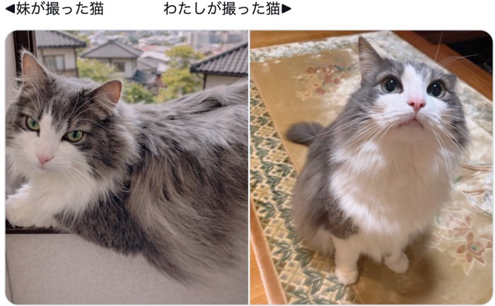 猫の写真2枚
