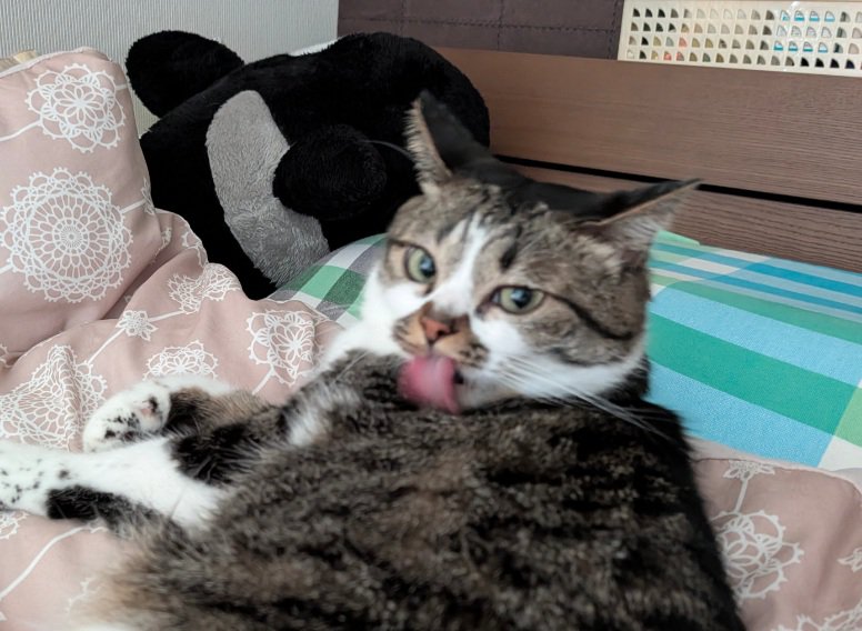 舌を出す猫