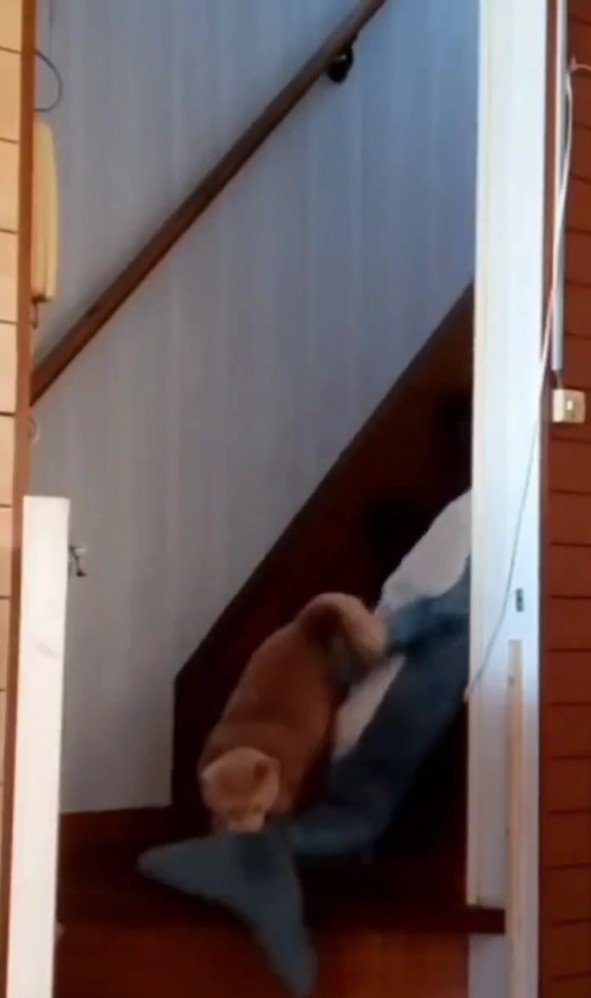 ぬいぐるみをくわえて階段を下りる猫