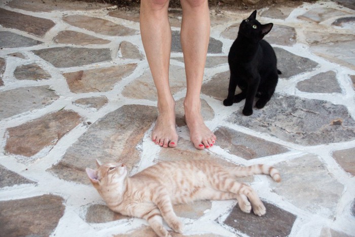 足元に寝転がる猫