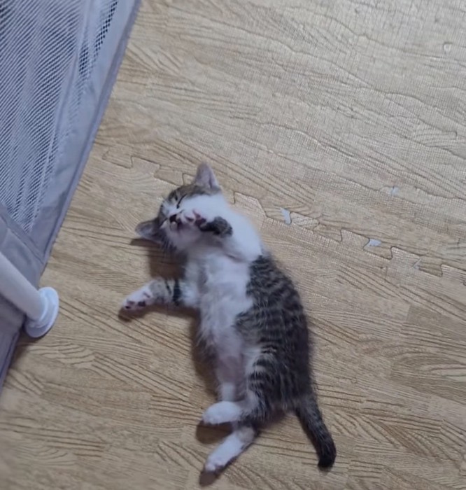 赤ちゃん猫の寝落ち姿