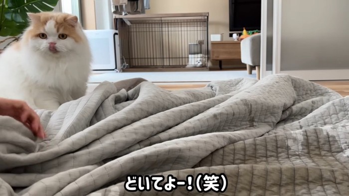 ラグの上のレモンくん