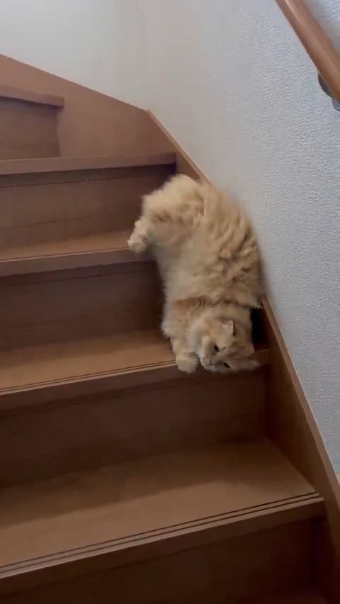 滑るように階段を降りる猫