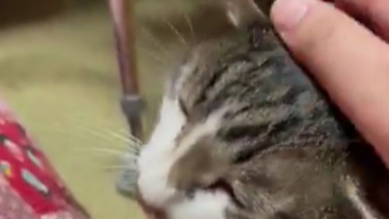 ケガしている腕と猫