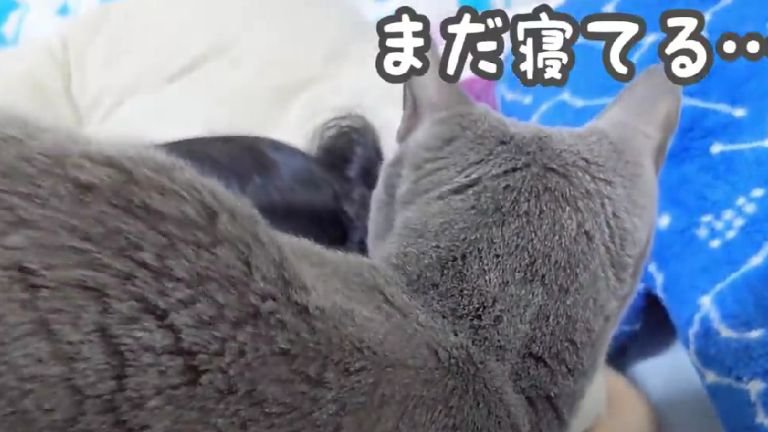 ベッドの上にいる猫