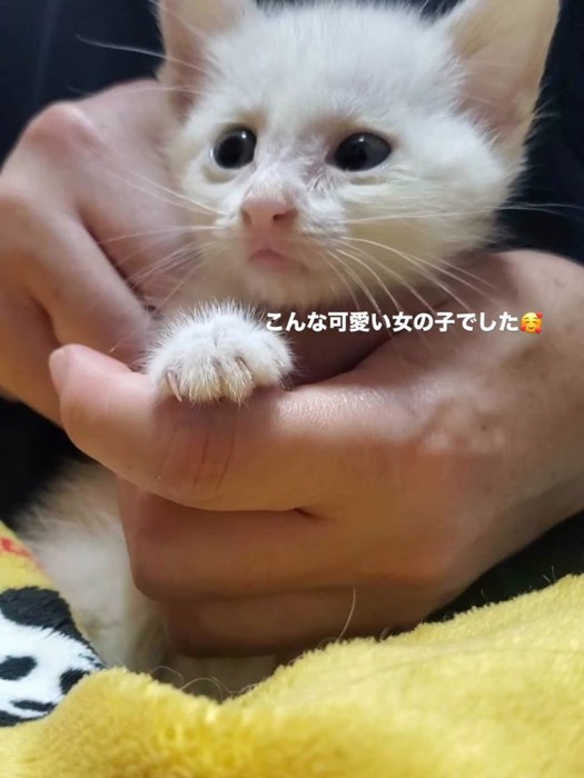 人の手の中にいる子猫