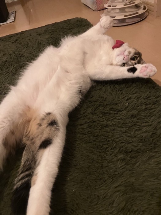 寝そべっている猫