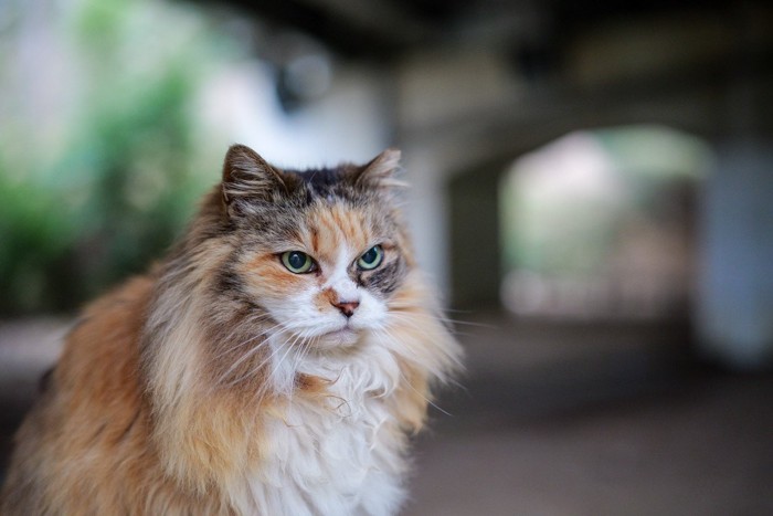 じっと見つめる長毛猫