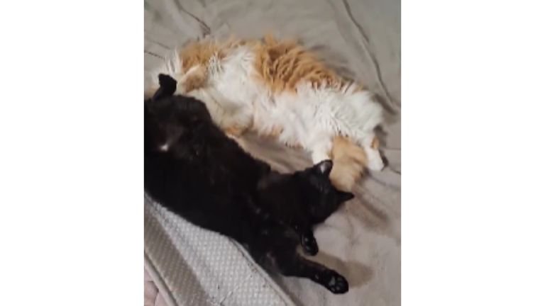 寝ている猫