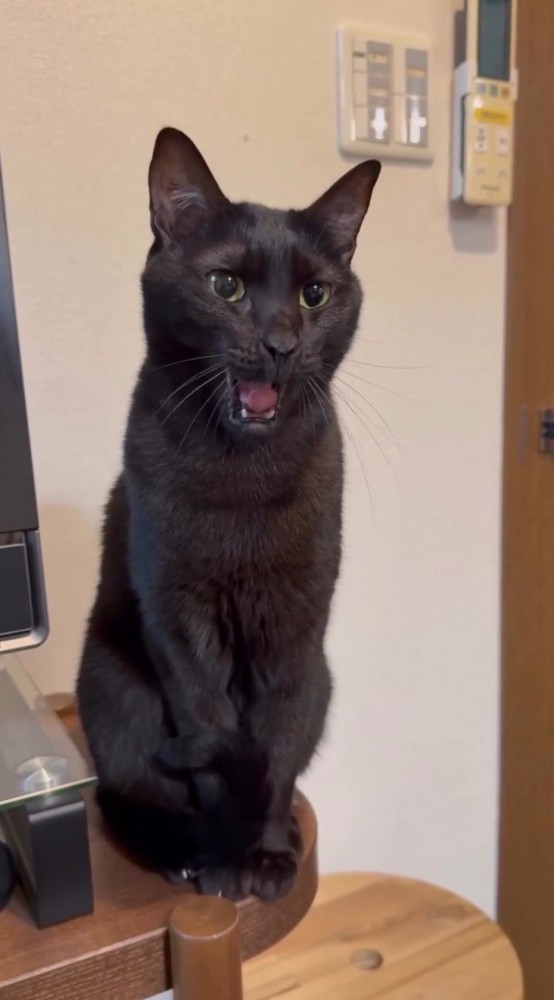 下顎を下げて口を開ける猫