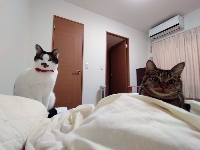 カメラの方をみる2匹の猫