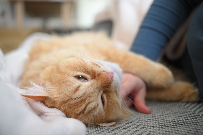 飼い主に甘える茶トラ白猫