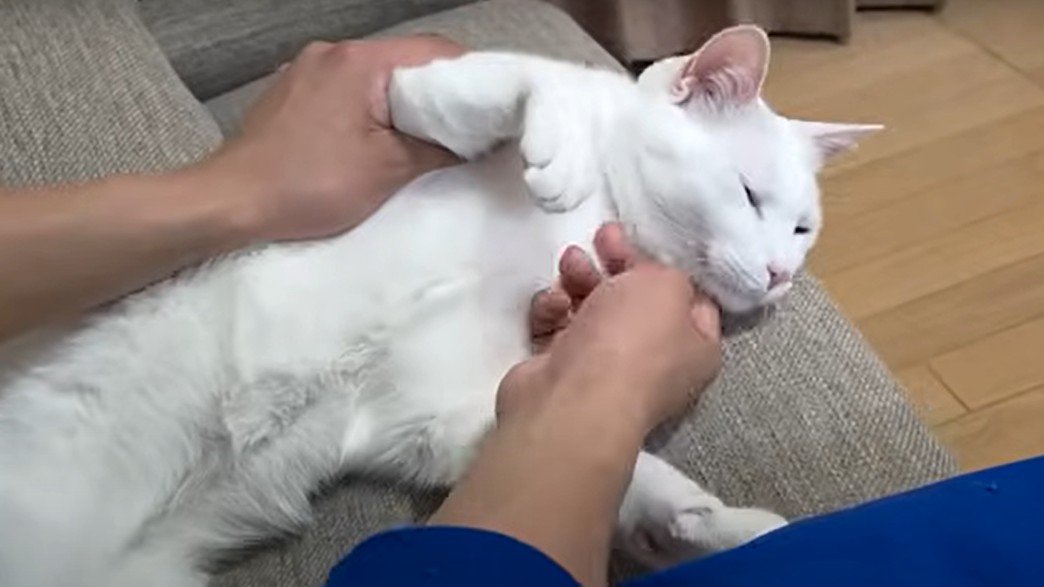 おなかを見せてなでられる猫