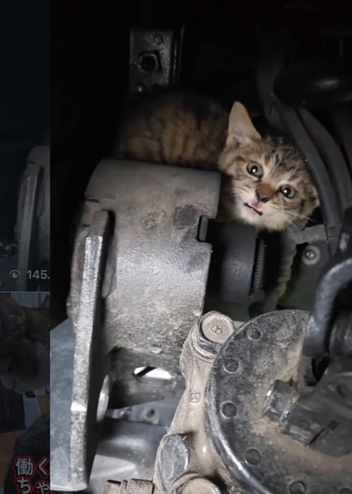 不安そうな子猫