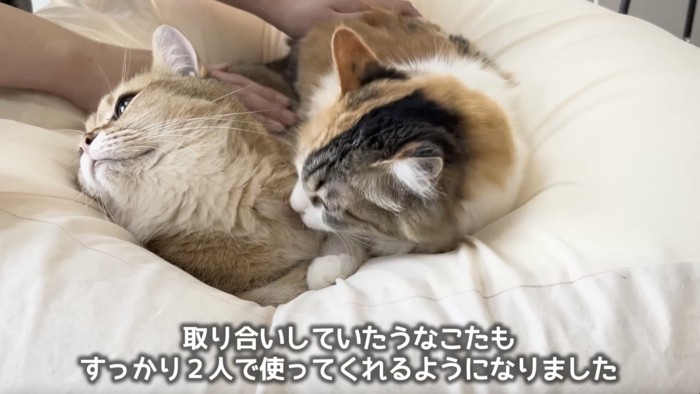 仲良くソファの上で戯れる2匹の猫