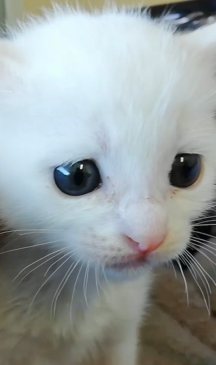 不安そうな子猫