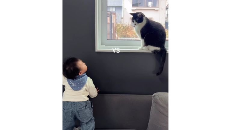 猫と赤ちゃん