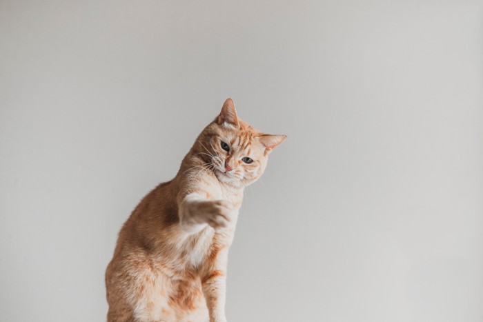 猫パンチをする茶トラ猫