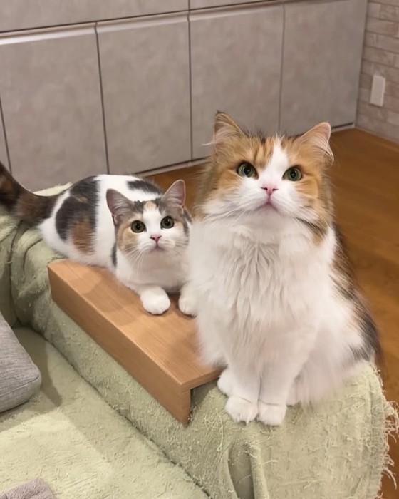 並んで座る猫