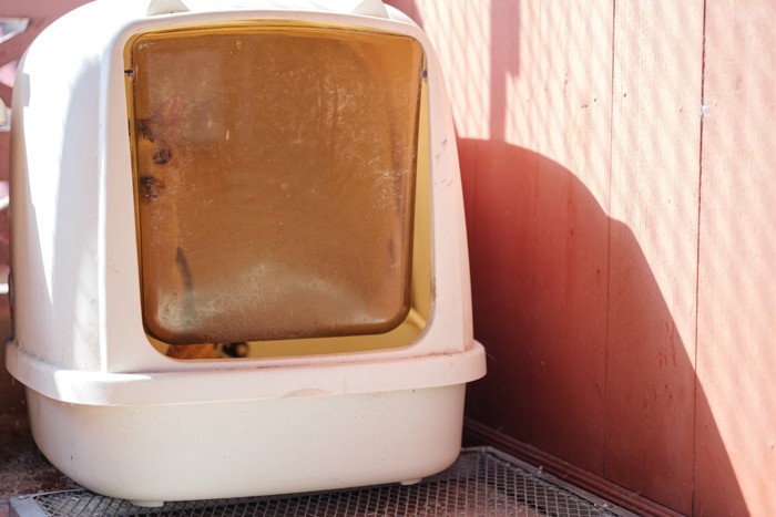 日光があたるトイレに入る猫