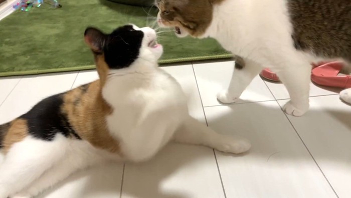 口を開けるふたり