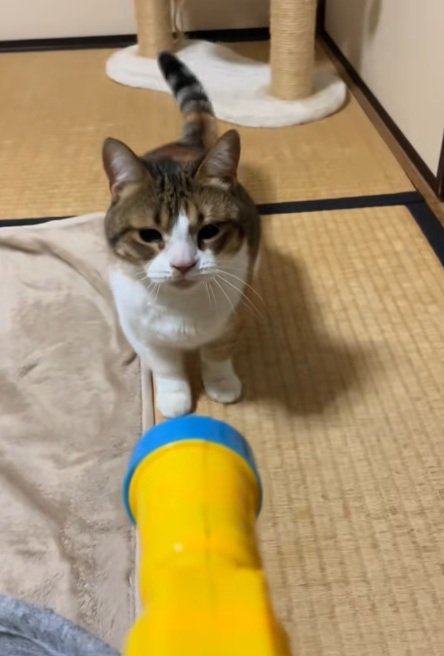 むすっとした顔のマンチカン