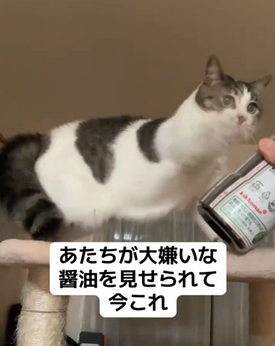パンチする猫