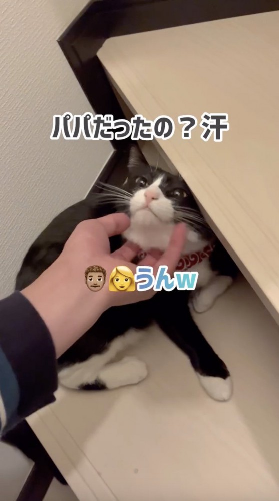 焦り始める猫