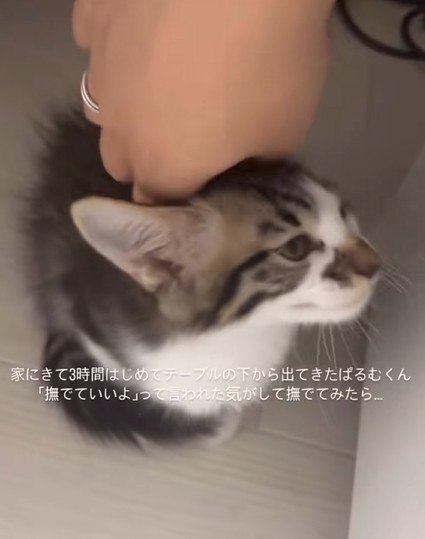 テーブルの下から出てきた子猫