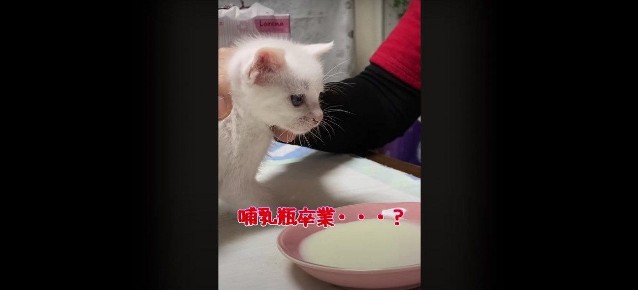 1匹の子猫%子猫時代のハクちゃん