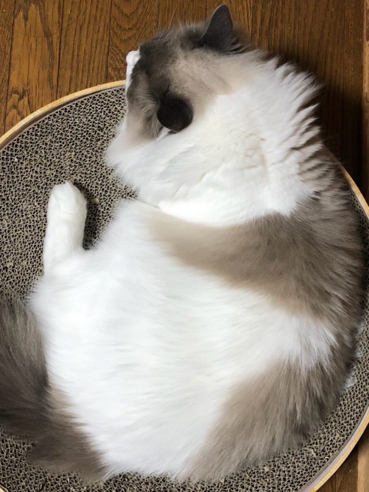 猫の背中