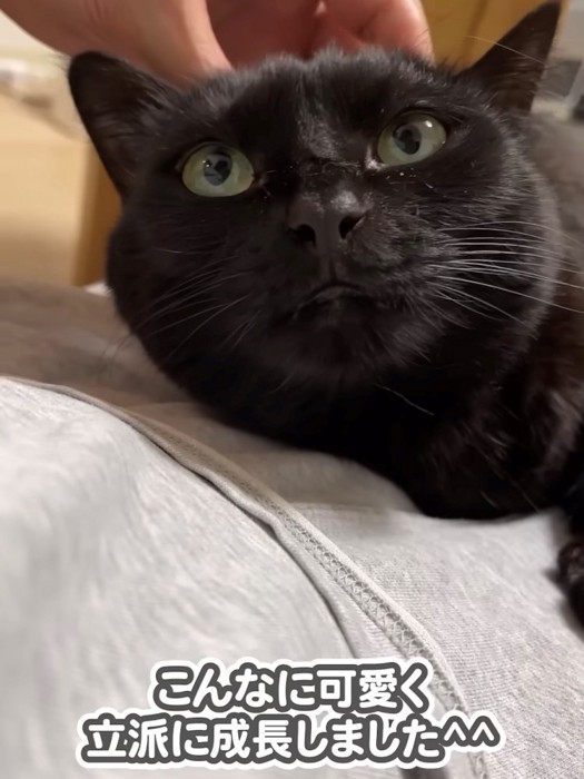 撫でられている猫の顔のアップ